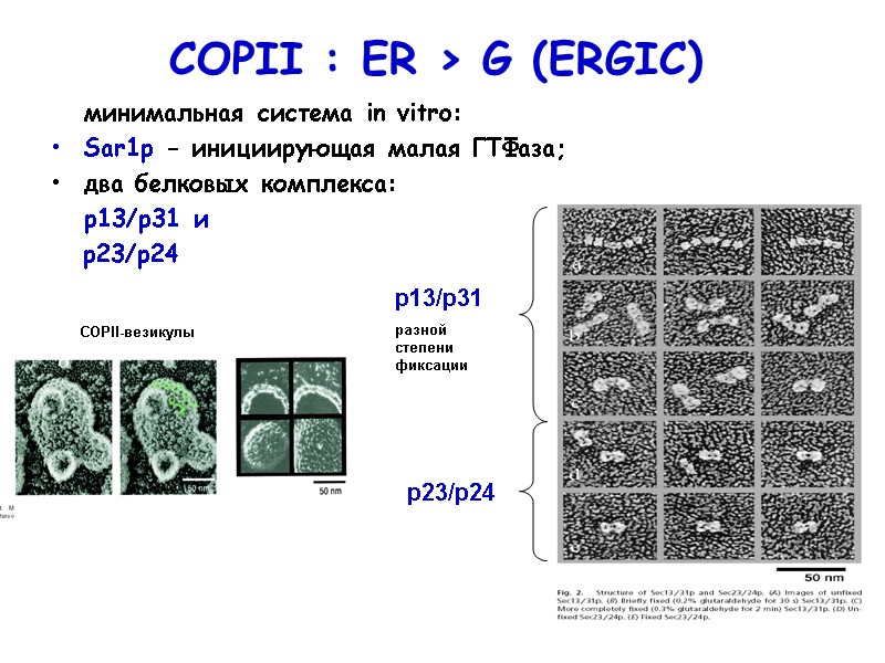 COPII : ER > G (ERGIC)  минимальная система in vitro: Sar1p - инициирующая